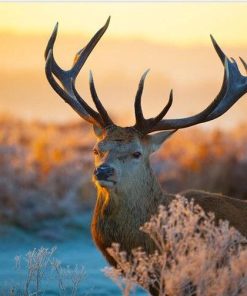 Wild Sika Deer Animals Paint By Numbers