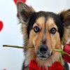 Dog with Red Roses Paint By Numbers