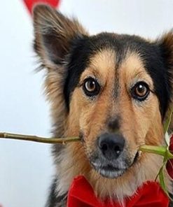 Dog with Red Roses Paint By Numbers