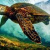 Sea Turtle Undersea Paint By Numbers