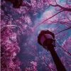 Purple Cherry Tree Night Sky Paint By Numbers