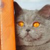 Grey British Shorthair Kitten Paint By Numbers