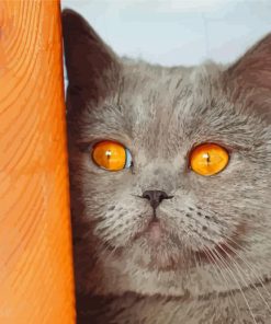 Grey British Shorthair Kitten Paint By Numbers
