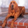 Brown Bloodhound Dog Paint By Numbers