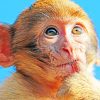 Brown Macaque Monkey Paint By Numbers