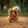 Brown Pekingese Puppy Paint By Numbers