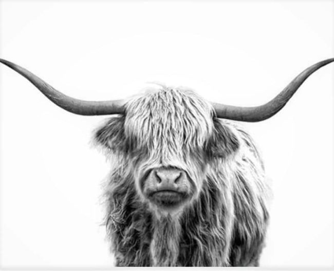 Highland Cow Black and White Paint By Numbers