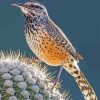 Cactus Wren Desert Birds Paint By Numbers