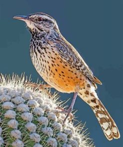 Cactus Wren Desert Birds Paint By Numbers