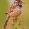 Cactus Wren Bird Paint By Numbers