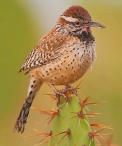 Cactus Wren Bird Paint By Numbers