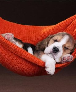Dogs in Hammock Paint By Numbers