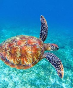 Sea Turtle Ocean Paint By Numbers