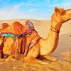 Desert Camel Sands Paint By Numbers