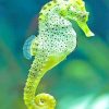 Cape Seahorse Marine Life Paint By Numbers