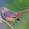 Gray Catbird on Branches Paint By Numbers