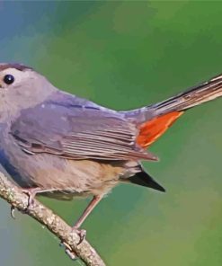 Gray Catbird on Branches Paint By Numbers
