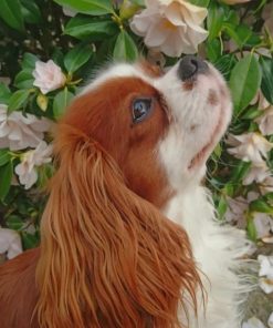 Cavalier Puppy Bliss Paint By Numbers