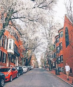 Beautiful Cherry Blossom Boston Paint By Numbers