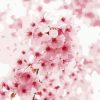 Cherry Blossom Floral Beauty Paint By Numbers