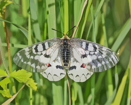 Finalizing the paint by numbers artwork