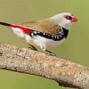 Diamond Firetail Birds Paint By Numbers