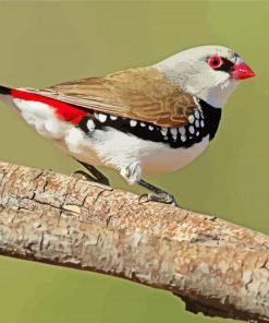 Diamond Firetail Birds Paint By Numbers
