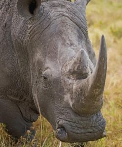 Grey Rhinoceros African Animals Paint By Numbers