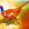 Colorful Cock Pheasant Paint By Numbers