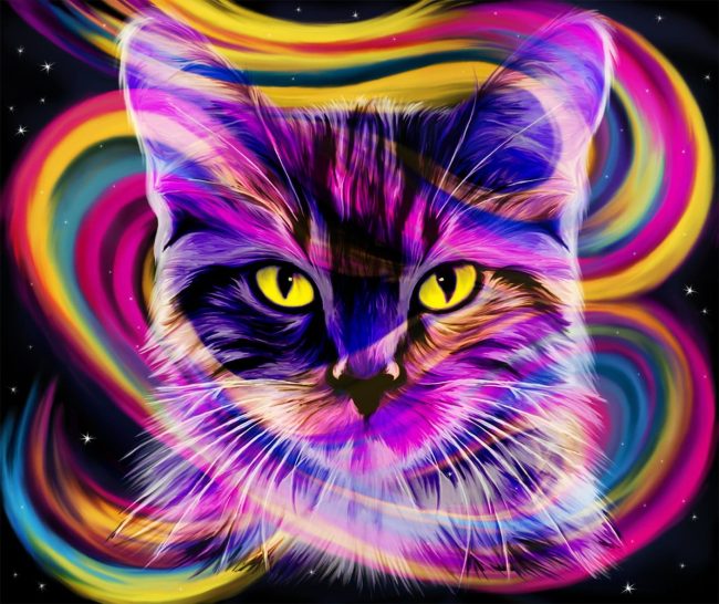 Colorful Kitten Animals Paint By Numbers