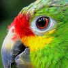 Exotic Bird Eye Paint By Numbers