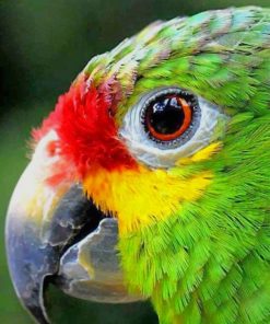 Exotic Bird Eye Paint By Numbers