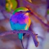 Rainbow Bird Paint By Numbers
