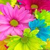Colorful Flower Paint By Numbers