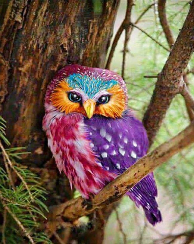 Rainbow Owl Birds Paint By Numbers