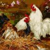 Chickens and Birds Modern Paint By Numbers
