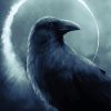 Common Raven Bird Paint By Numbers