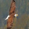 Majestic Bald Eagle Paint By Numbers