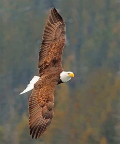 Majestic Bald Eagle Paint By Numbers
