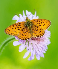 Orange Copper Butterfly Paint By Numbers