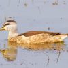 Colorful Cotton Pygmy Goose Paint By Numbers