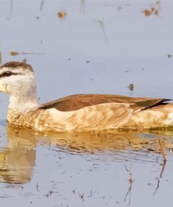 Colorful Cotton Pygmy Goose Paint By Numbers