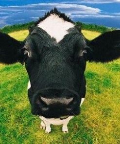 Cows Animals Paint By Numbers