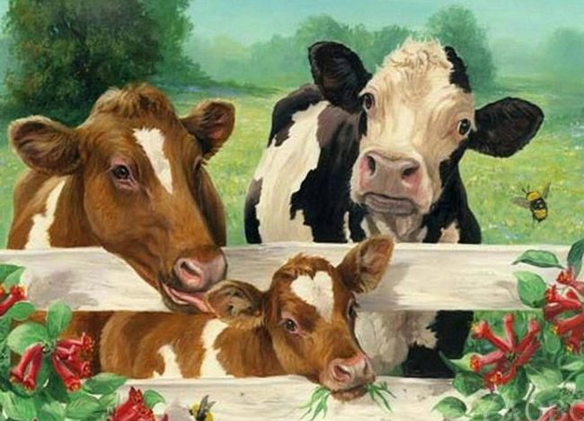 Cows and Calves Paint By Numbers