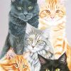 Cute Cat Artwork Paint By Numbers
