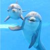 Cute Dolphins Sea Life Paint By Numbers