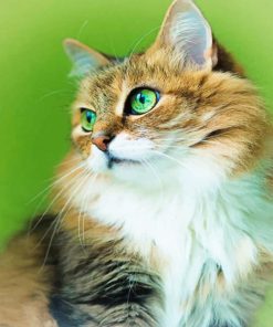 Cute Kitten Animal Paint By Numbers