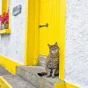 Cute Yellow Door Cat Paint By Numbers