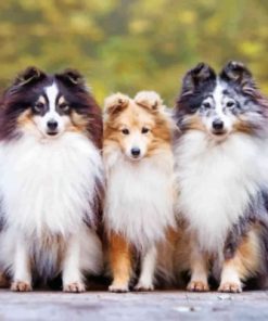Cute Sheltie Puppies Paint By Numbers