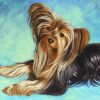 Yorkshire Terrier Animal Paint By Numbers